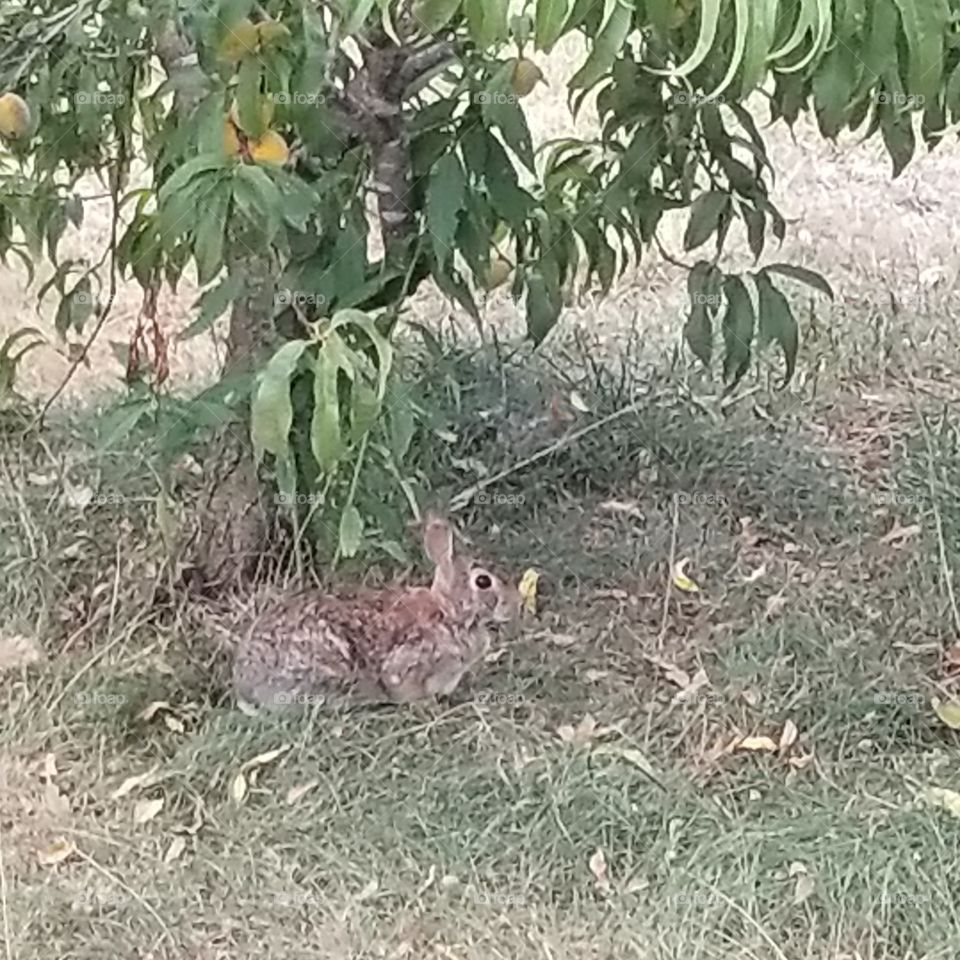 our resident rabbit trying to snack on some peaches falling off my tree.