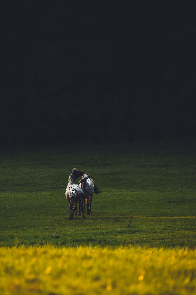 Horses on the field