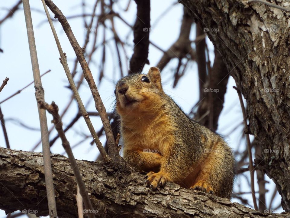 Close-up of squirrel