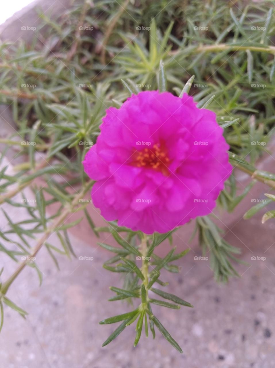 pink flower shurb small in size fresh seasonal looking very beautiful generally found everywhere