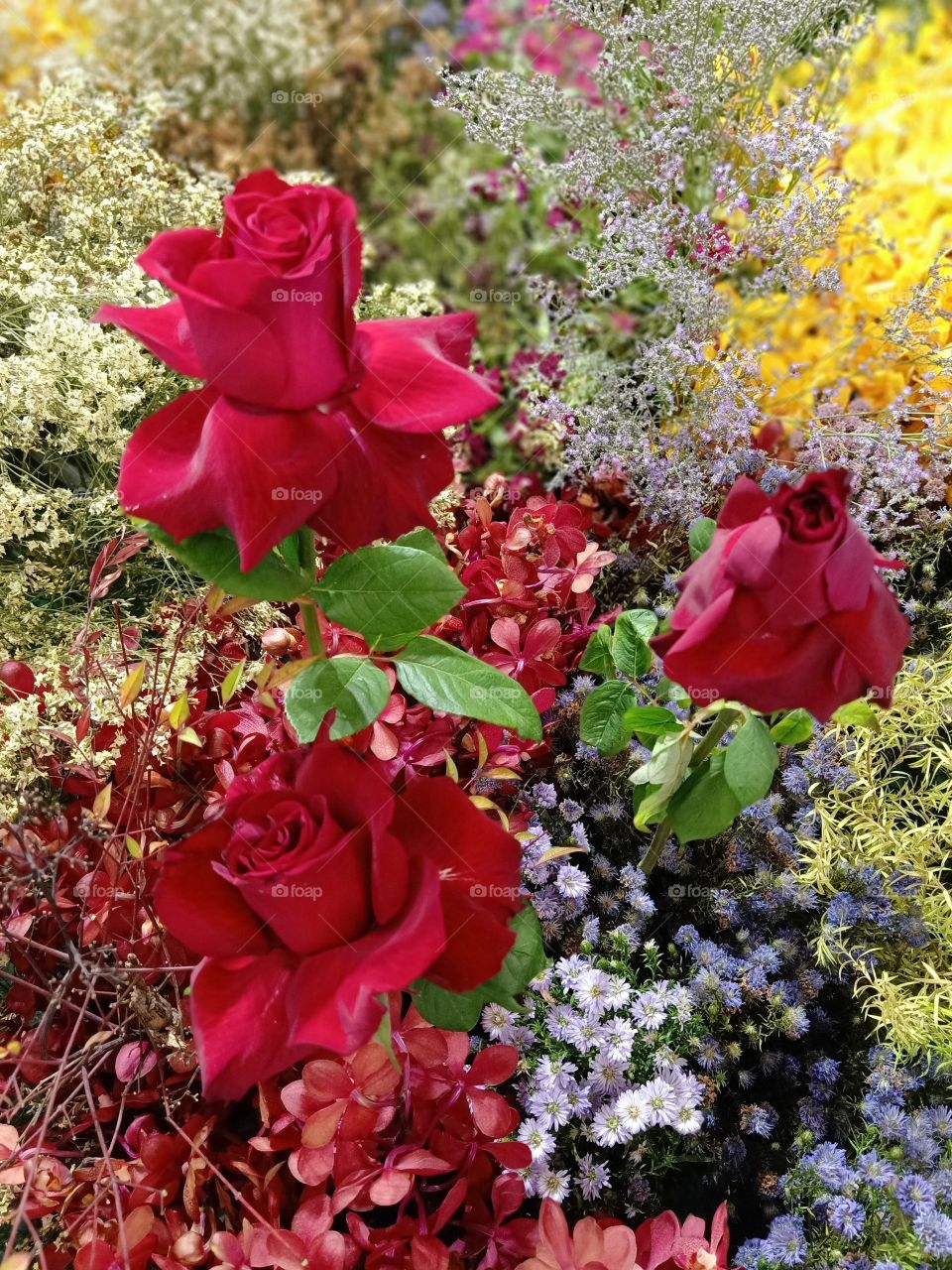 Beautiful red roses