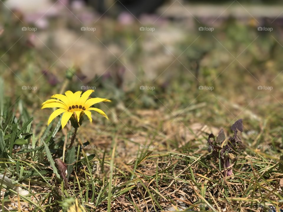 A flower alone in the garden 