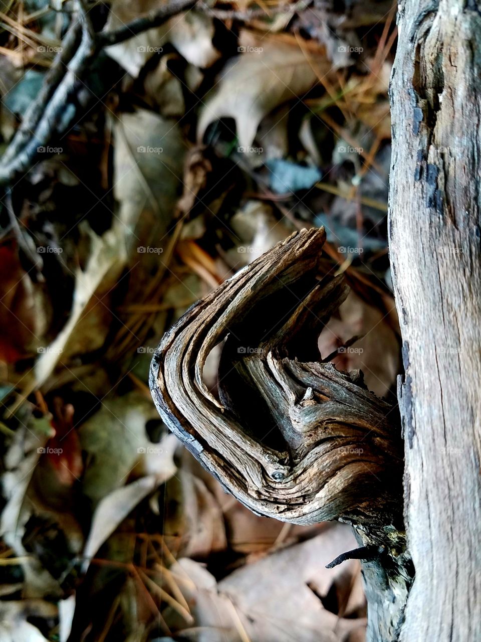 patterns on old wood in the forest.