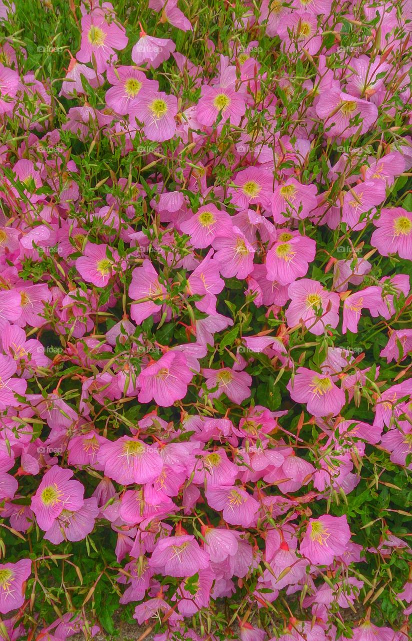 pink flowers