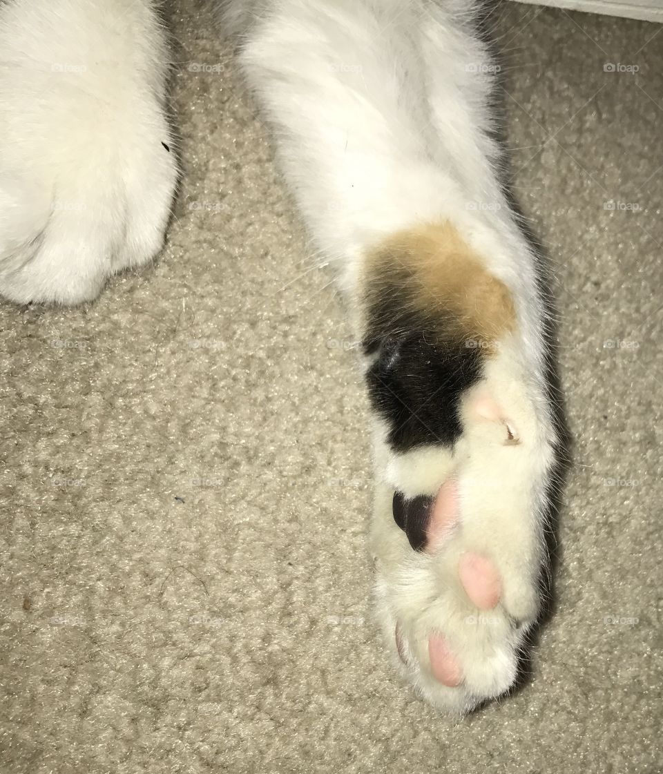 Cute Kitten paws