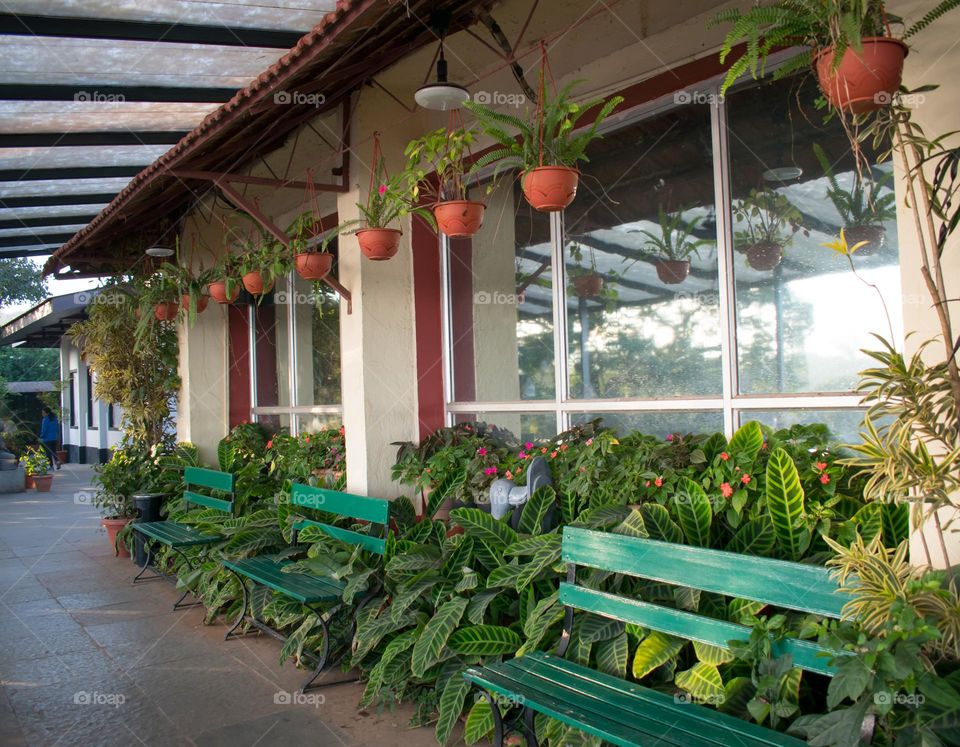 indoor plants