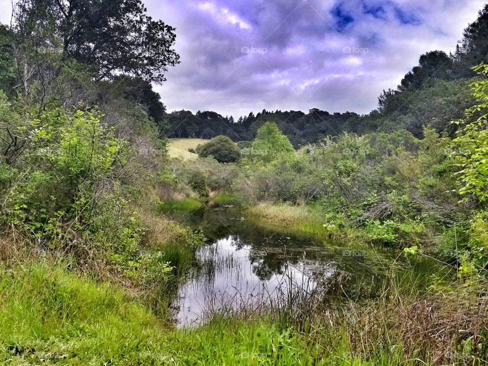 Stream into Marsh