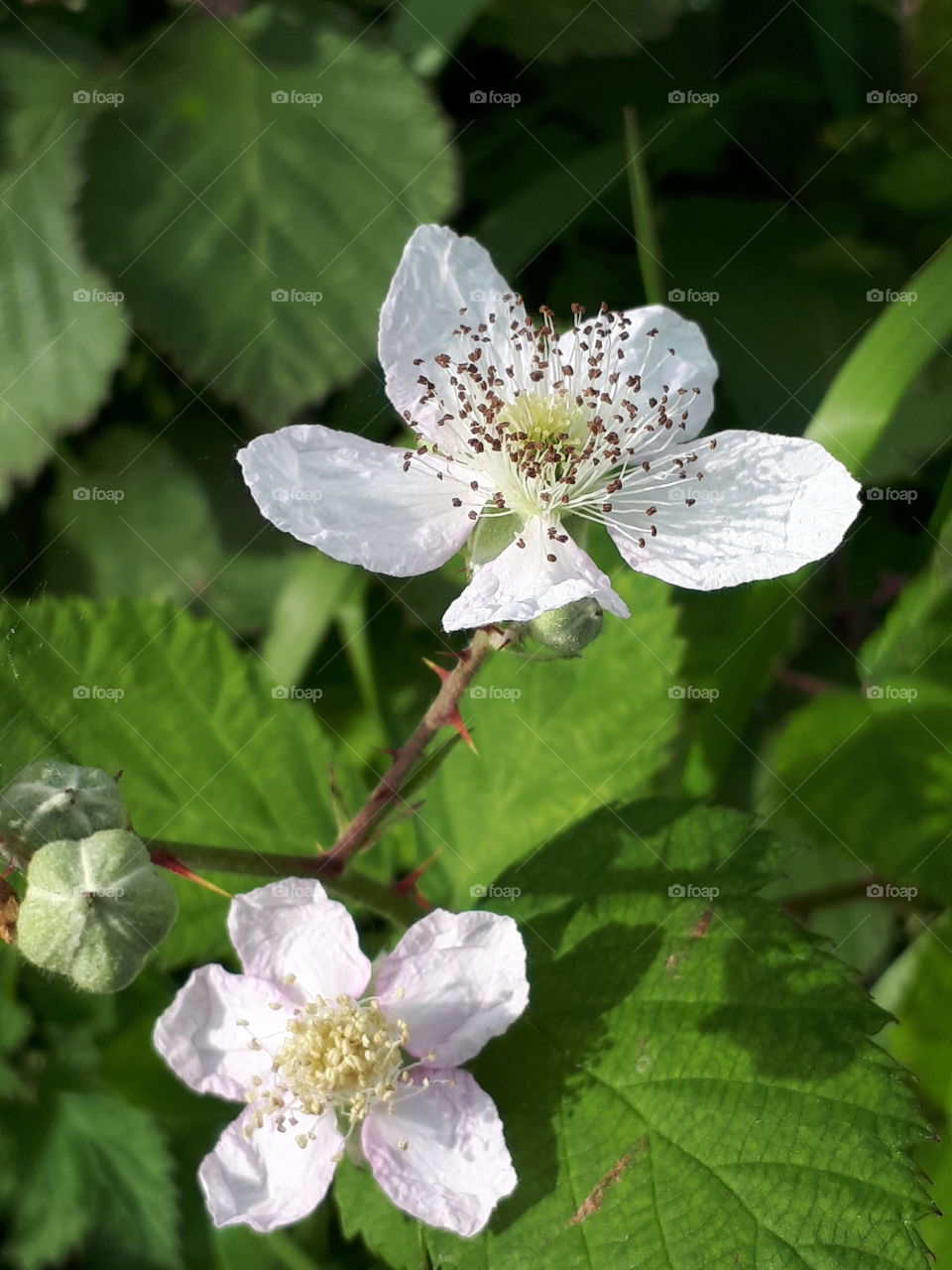 Blackberry Flowers