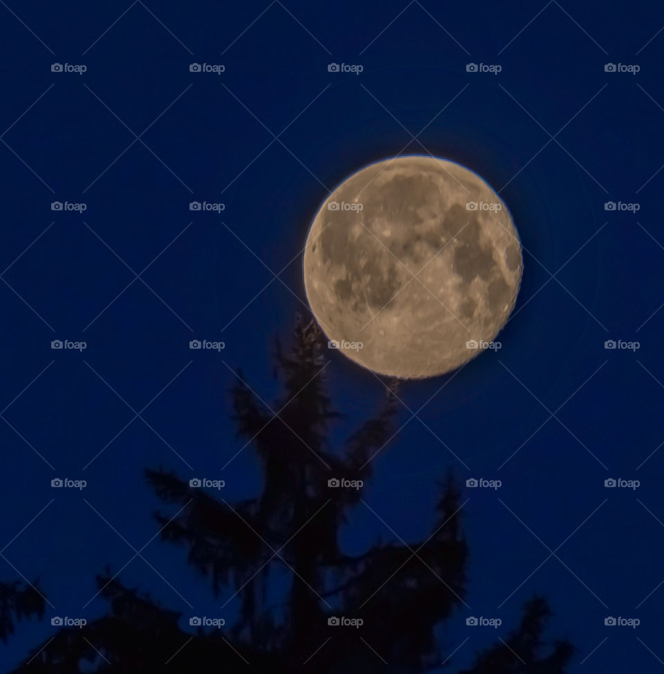 Full Moon over the Forest