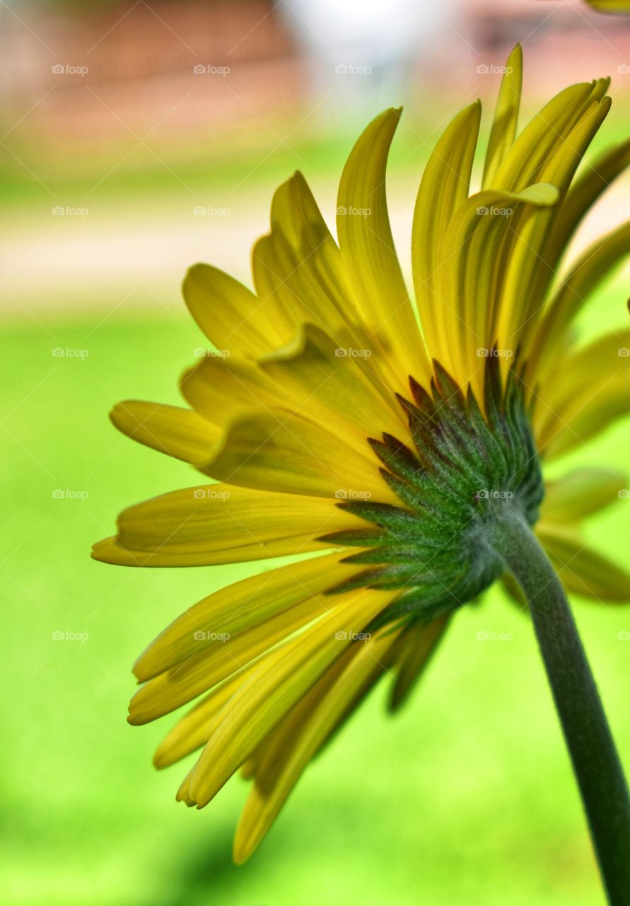 Yellow daisy in natural light