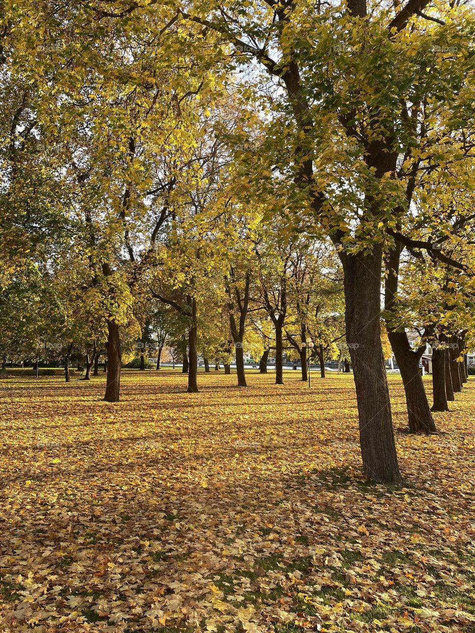 Autumn beauty