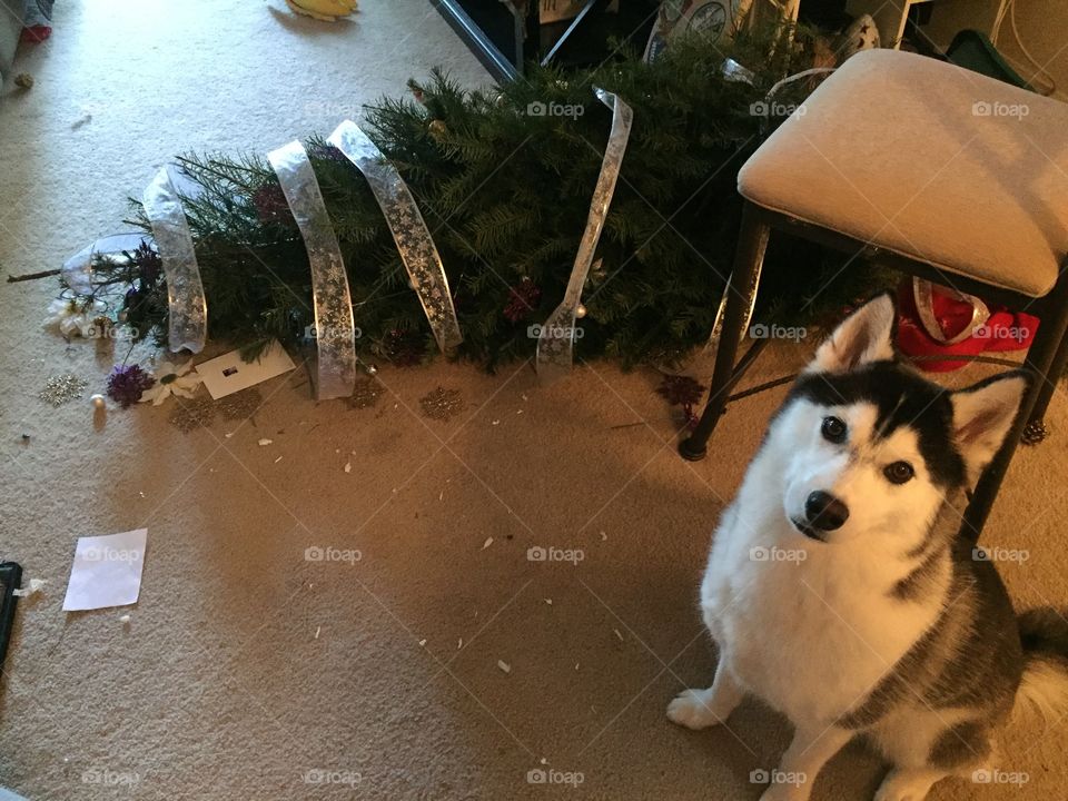 December 2016. Quick trip to visit my sister and her husky dog Shadow was very ecstatic to see me be knocked the Christmas tree down. She seems to be proud of her bulldozer tactic.