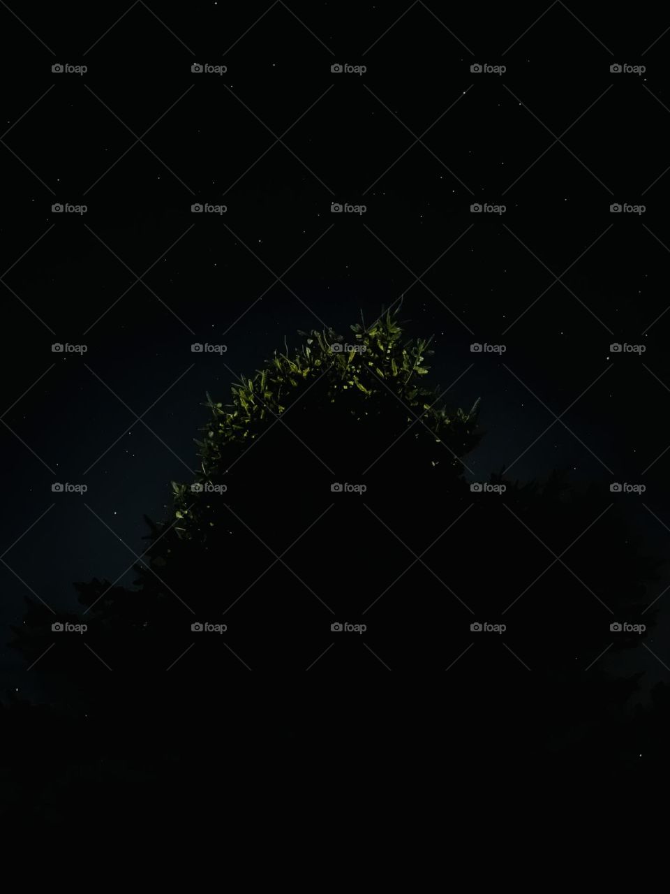 Stars in the night sky 