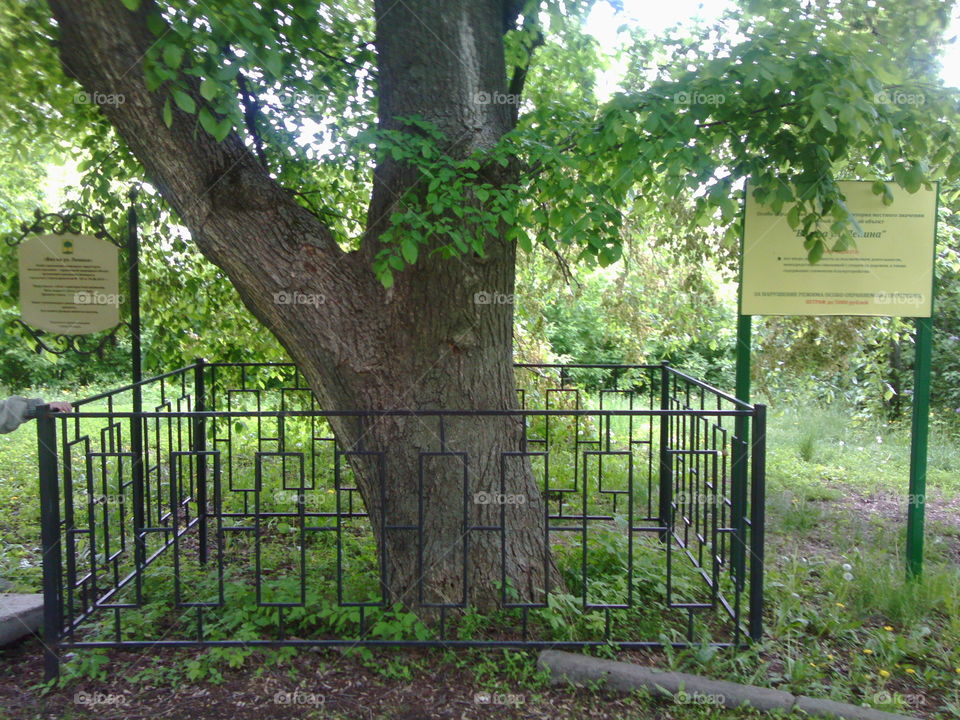 Close-up of tree protected with metal fence