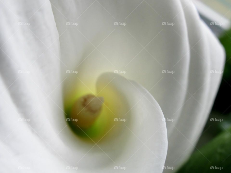 white callas, flowers of love Callas are a symbol of family happiness
They can be found in the bouquets of brides all over the world today. If you believe that ancient symbolism, then callas are a symbol of the most favorable flowering plant