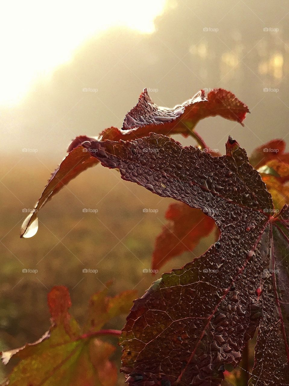 Raindrop on a leaf