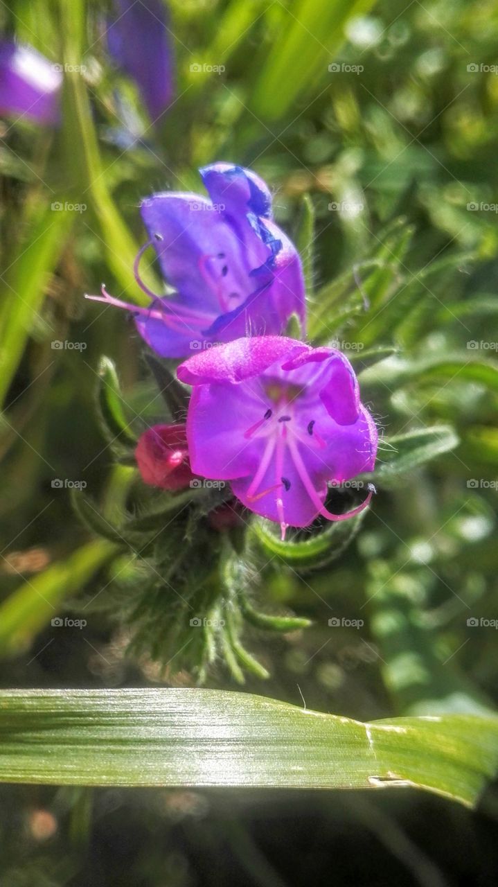 fiore fucsia e viola