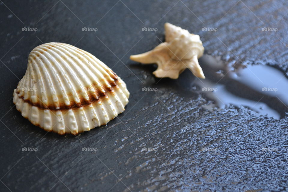 Sea shells