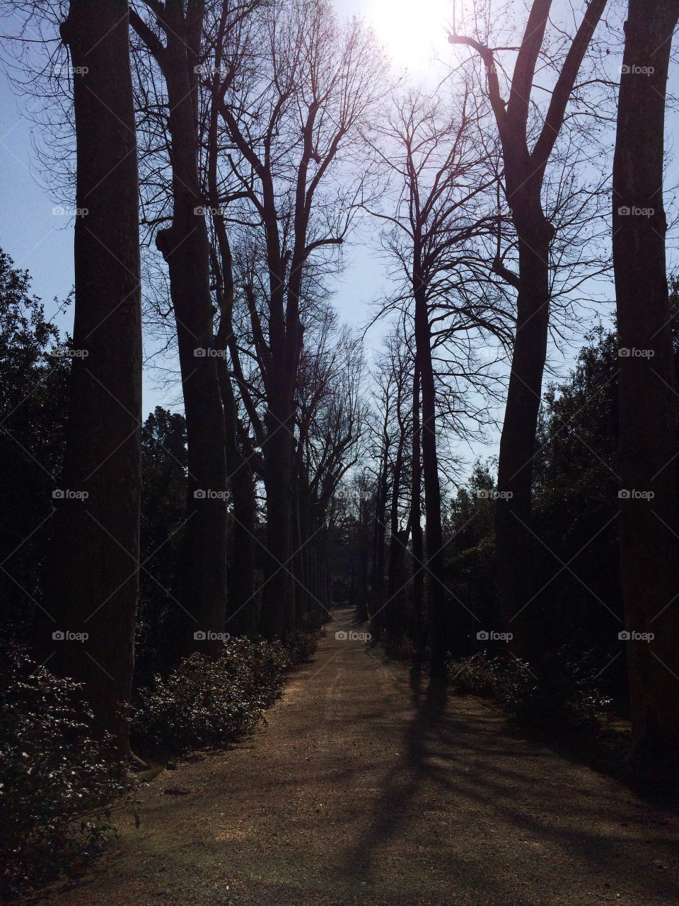 Ominous forest path. 