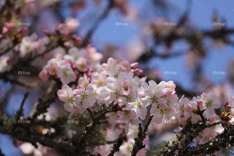 Spring blossoms