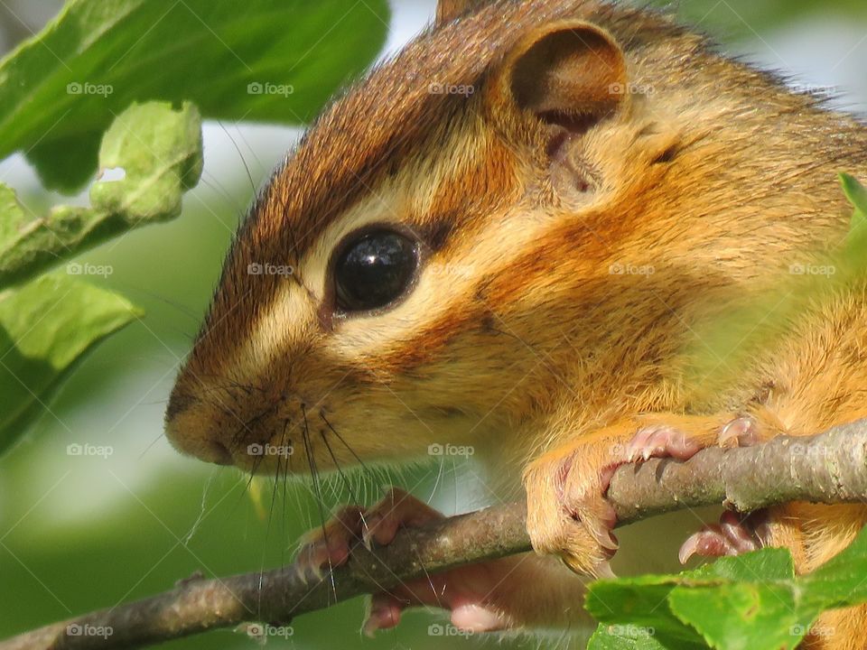 A close up of a Chipmunk watching from a wild Apple tree in a meadow. 