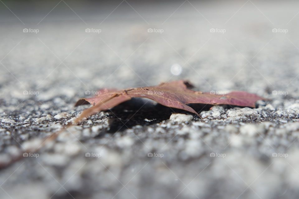 A red leaf, lying along on the cold hard concrete of the road, about to be trod on but still holding his firm colours.