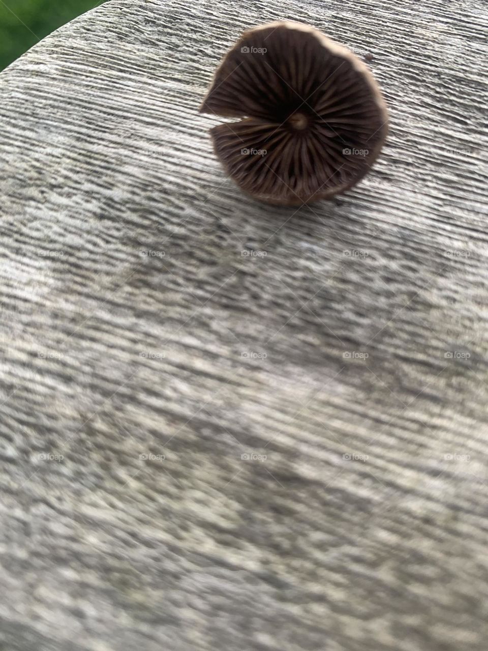 UK British Fall in colour portrait