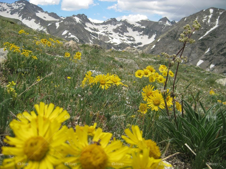 Spring time in the Rocky Mountains. Yellow mountain daisies with snow capped peaks behind 