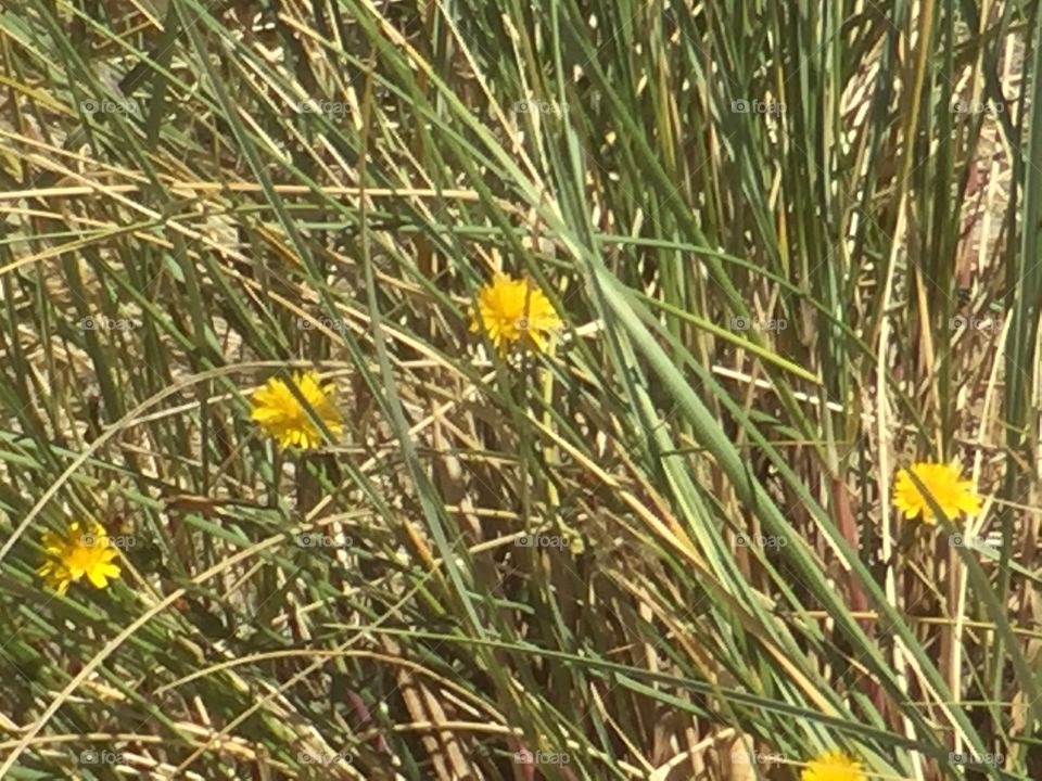 Wildflowers 