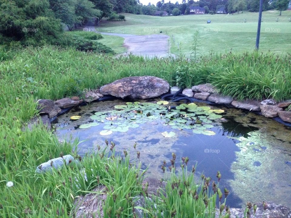 Little pond 