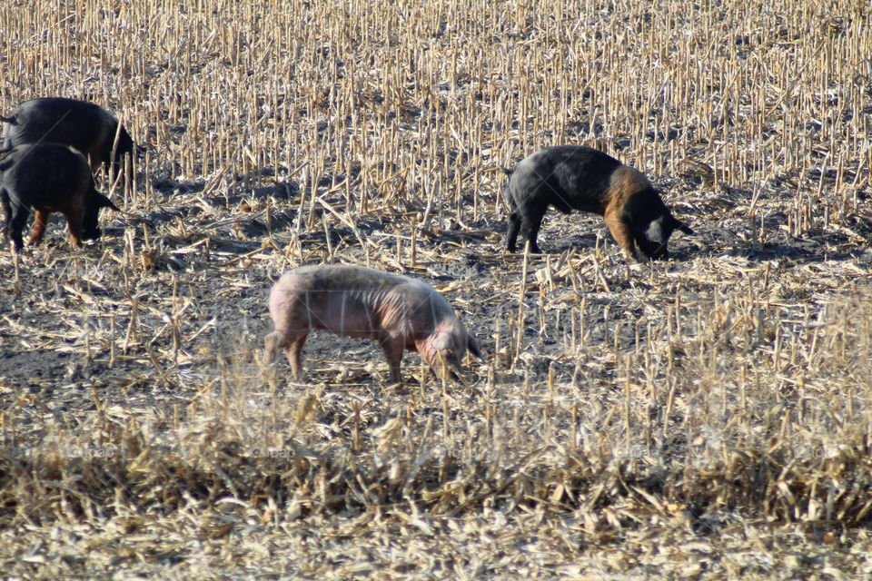 Pigs rooting in a Corn field.
