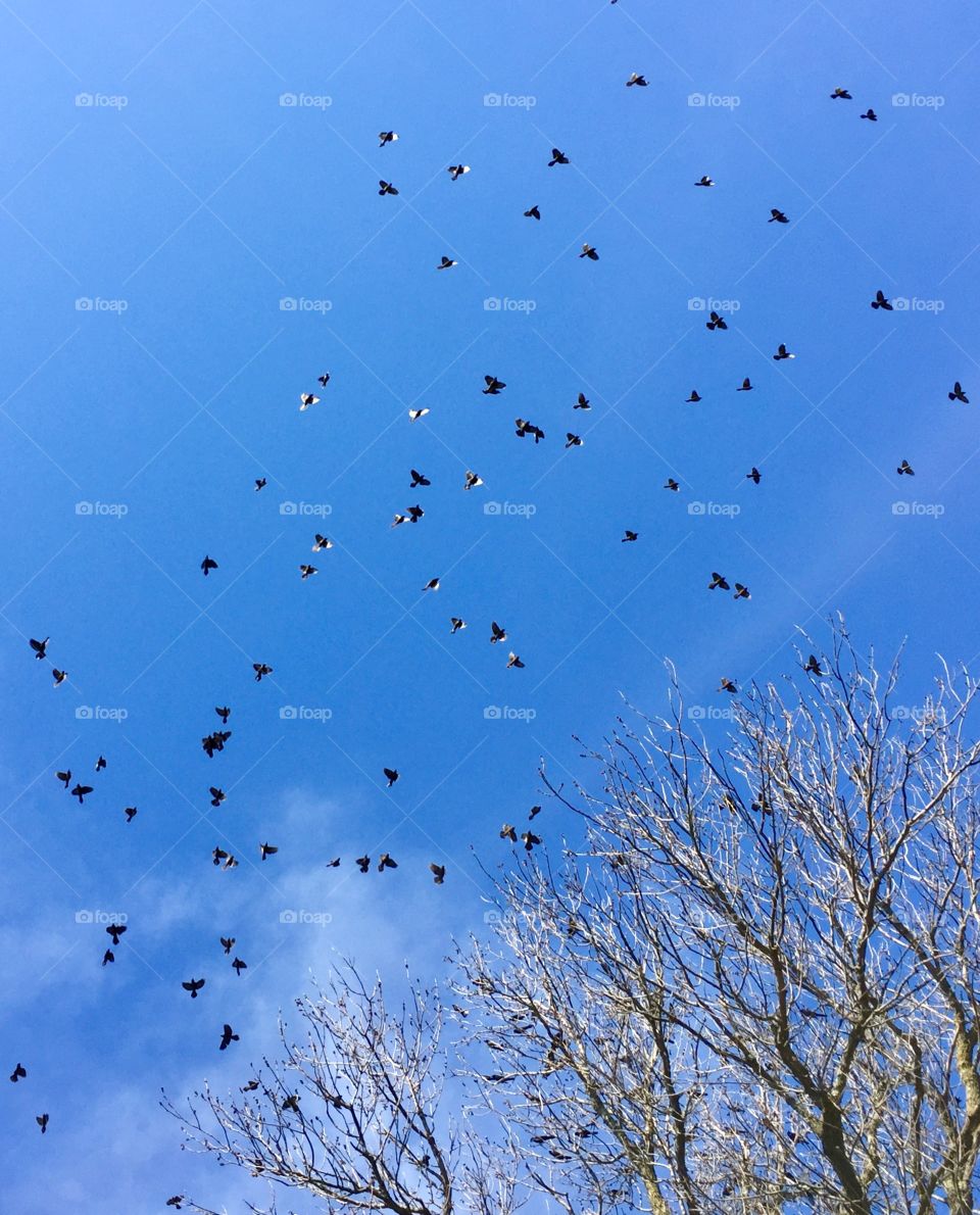 Minimalistic Snaps - flock of birds over the treetops