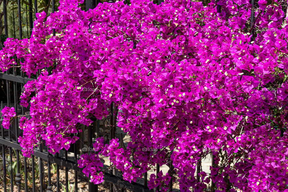 beautiful bougainvillea flower