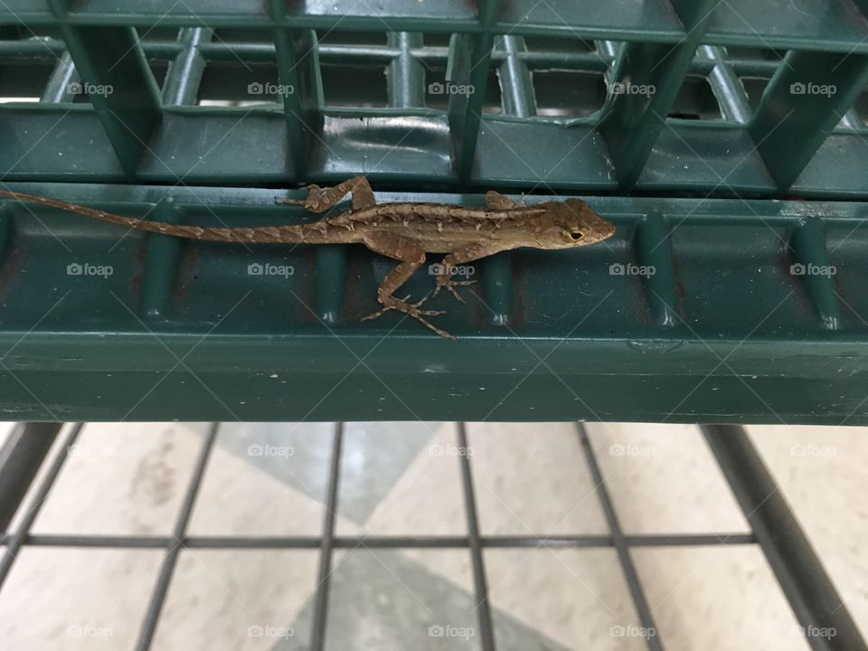 Lizard in a shopping carriage 🦎