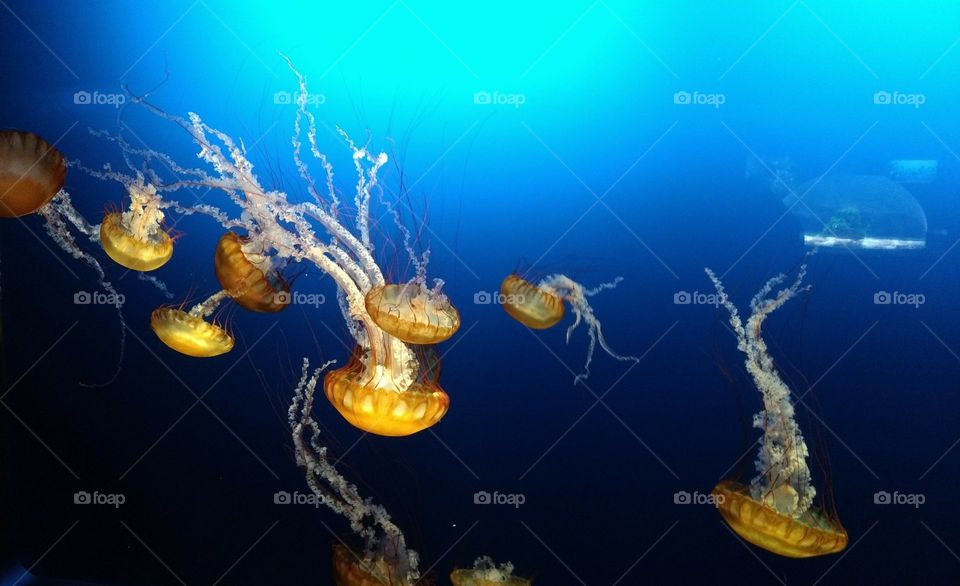 jellyfish at an aquarium