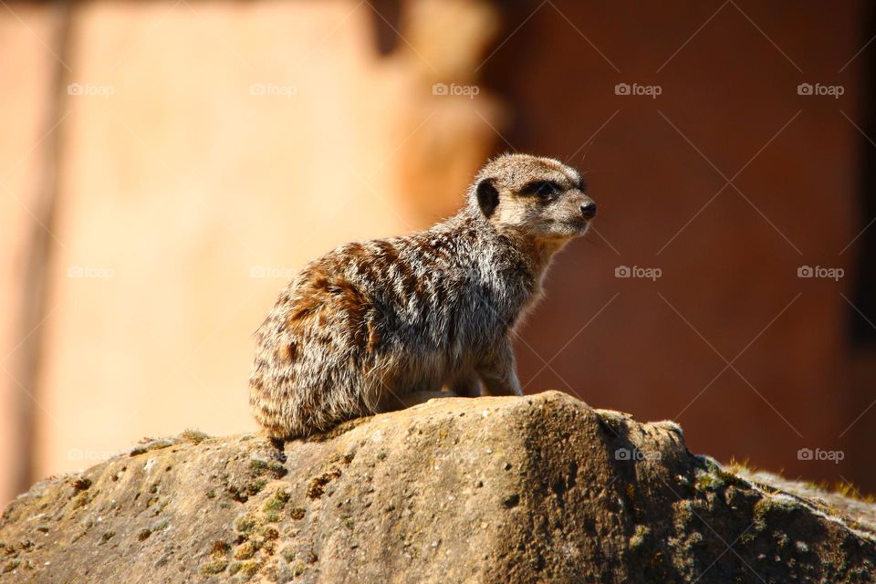 A Meerkat on a rock