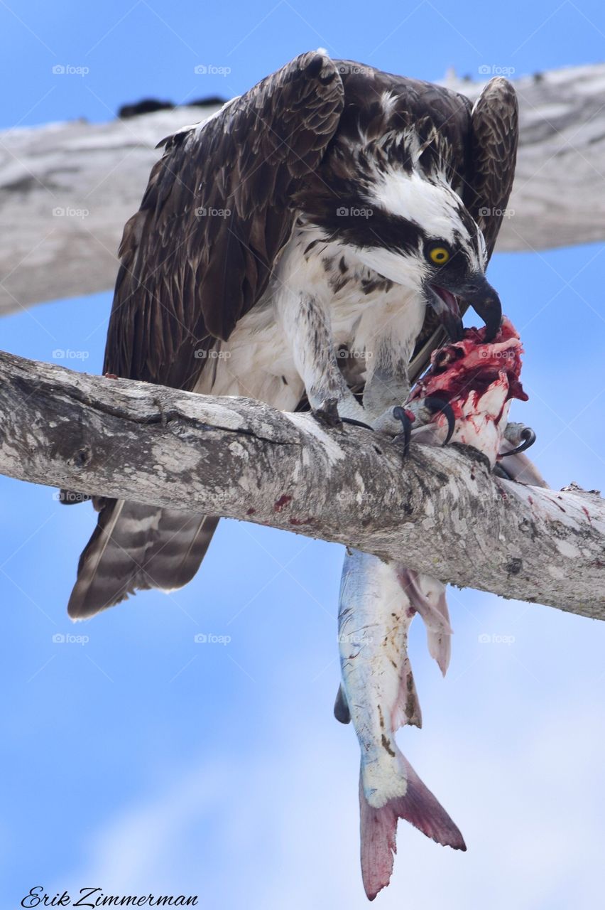 Lunchtime for the Osprey.. 