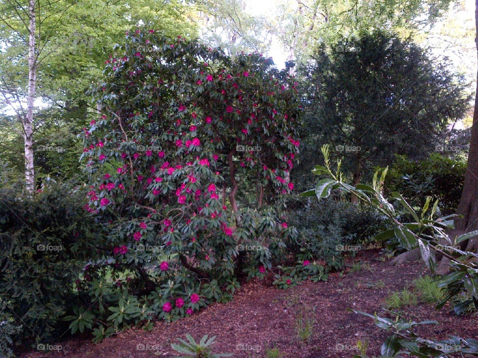 SPRING BLOSSOM ON RHODODENDRON.