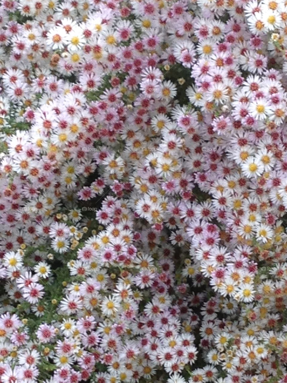 Million tiny flowers