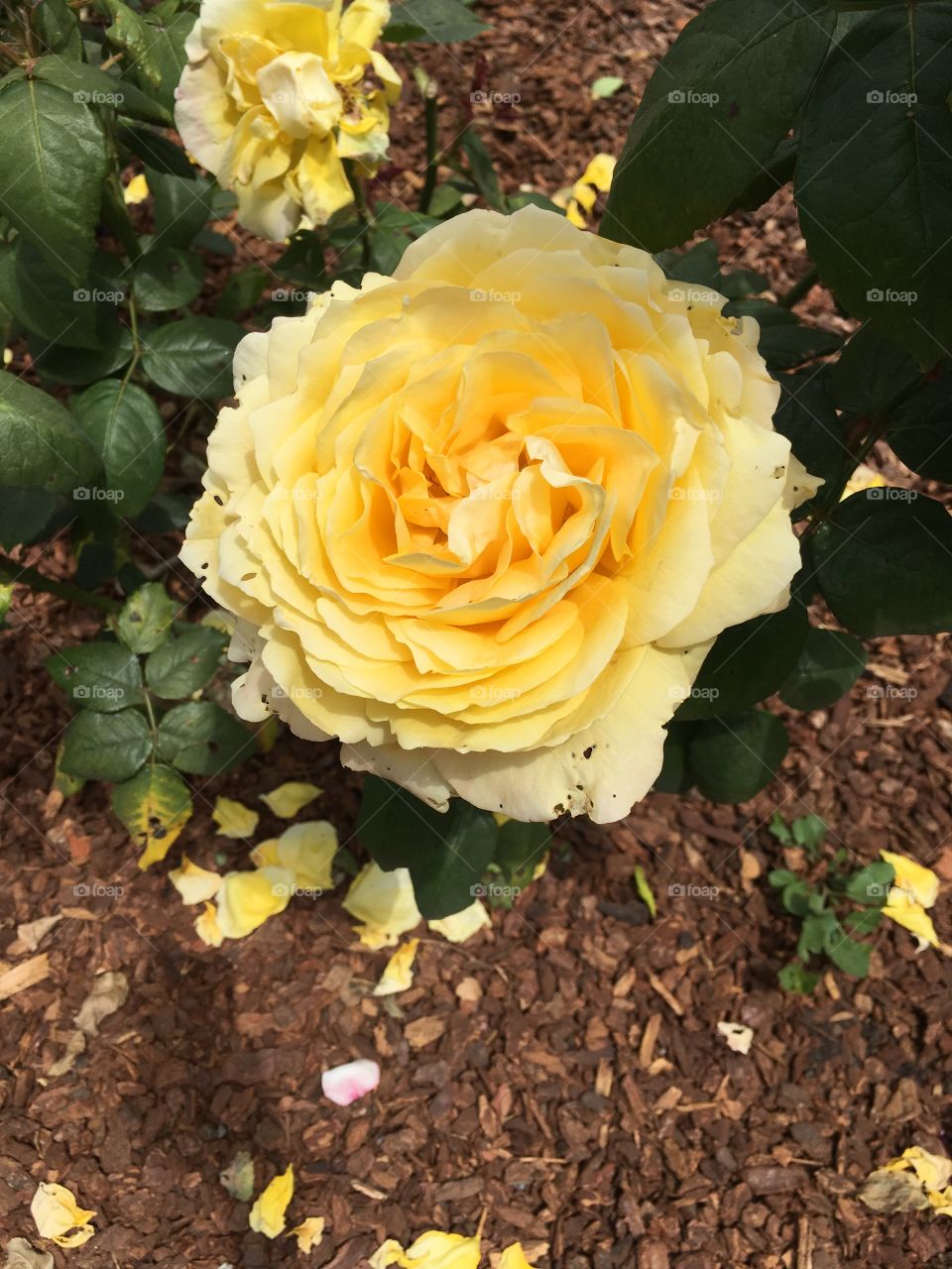 Fully blooming yellow rose