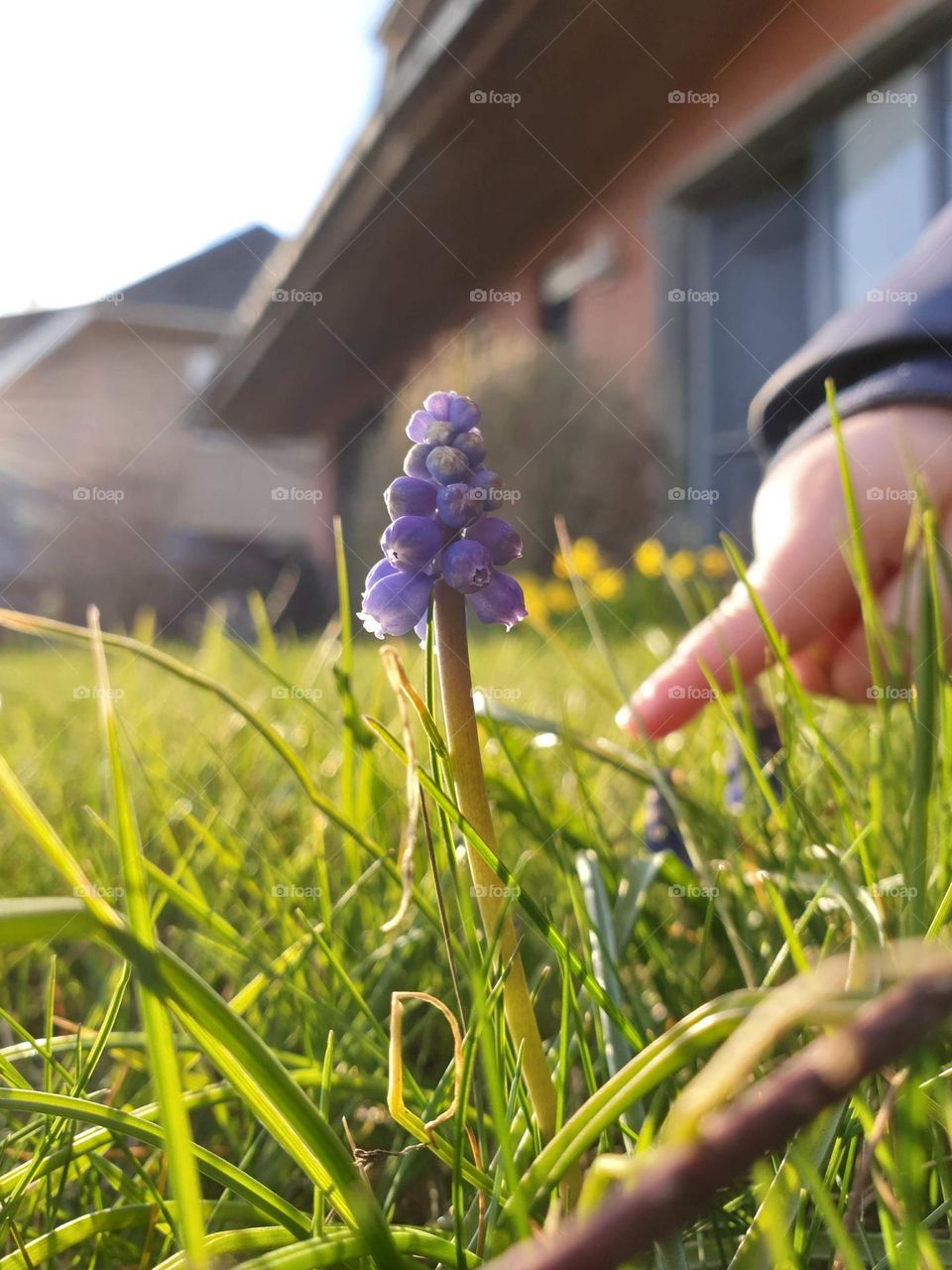 A portrait of a small childs hand pointing at a blue grape hyacinth flower standing in the grass in a garden.