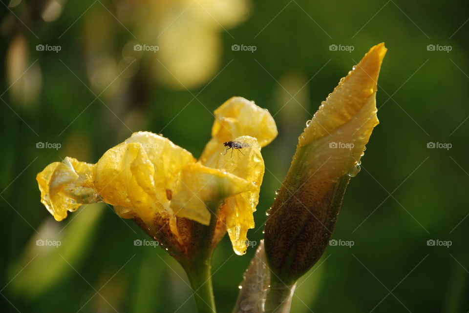 Iris after the rain