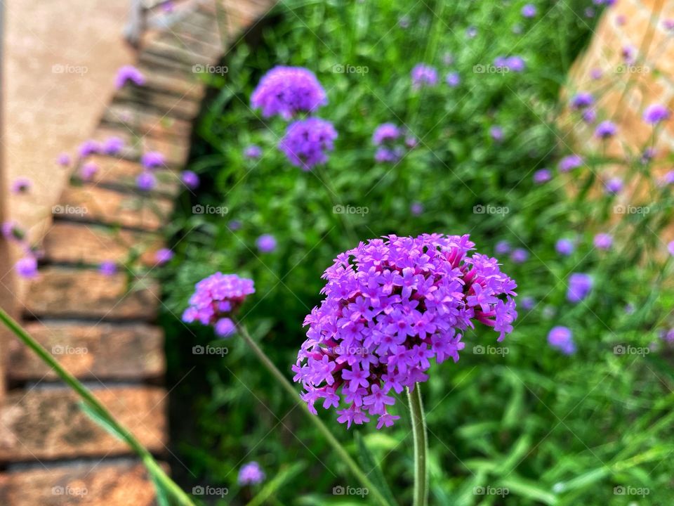 Purple flower beside a brick wall
