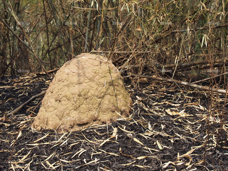 View of termite mound in forest