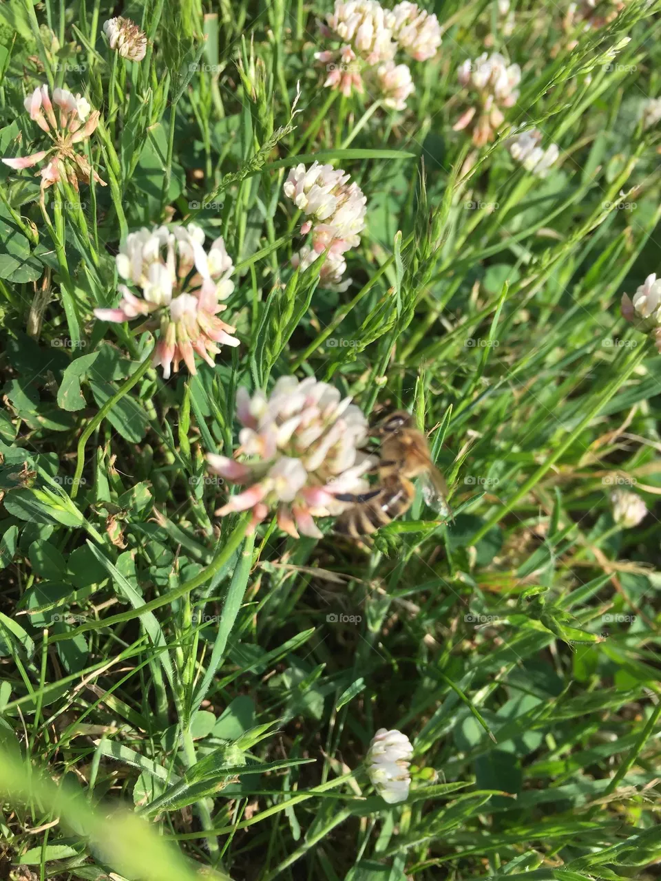 Blumen Biene 