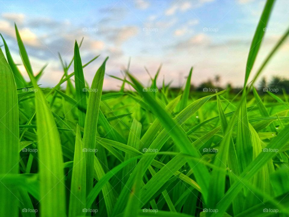"There's no future without nature" I am Tabi, I am biologist and from Indonesia.