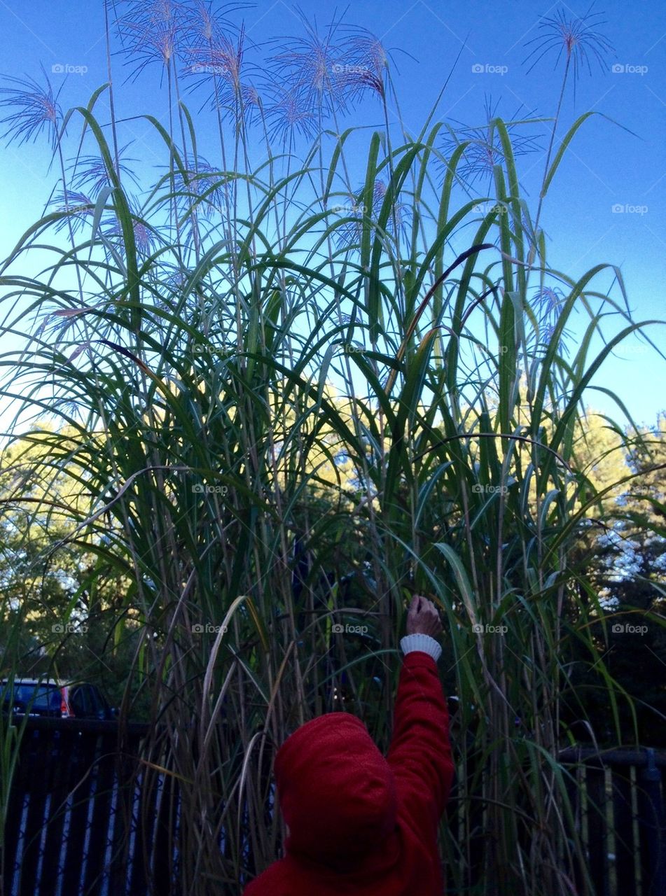 MONSTER ORNAMENTAL GRASS
