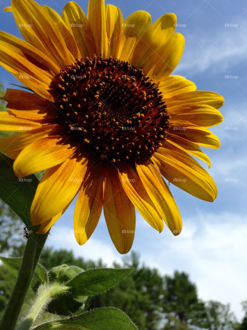 Dark leaf sunflower in direct sun.