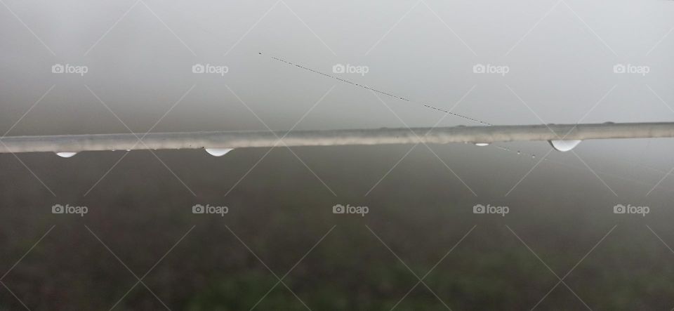 Dew drops in the foggy morning