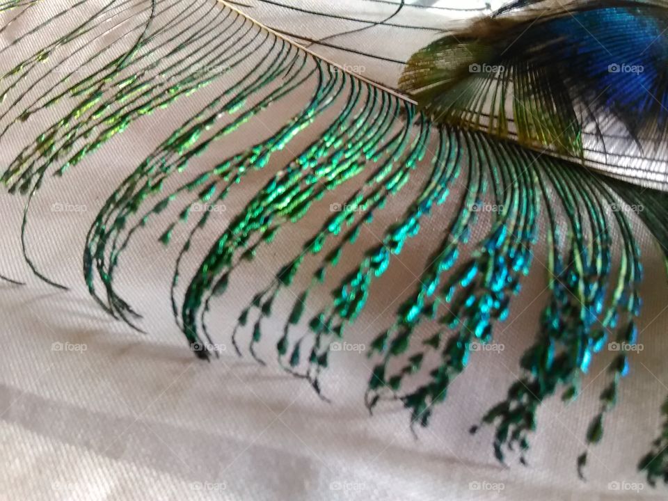 a beautiful peacock feather close-up
